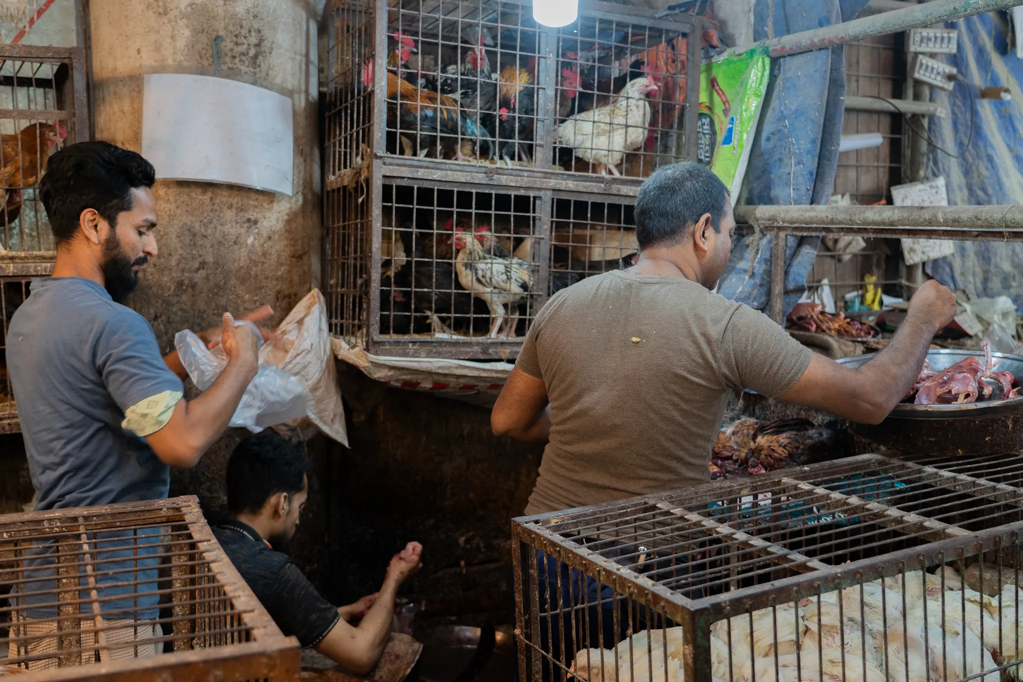 Poultry at a market stall, Bangladesh