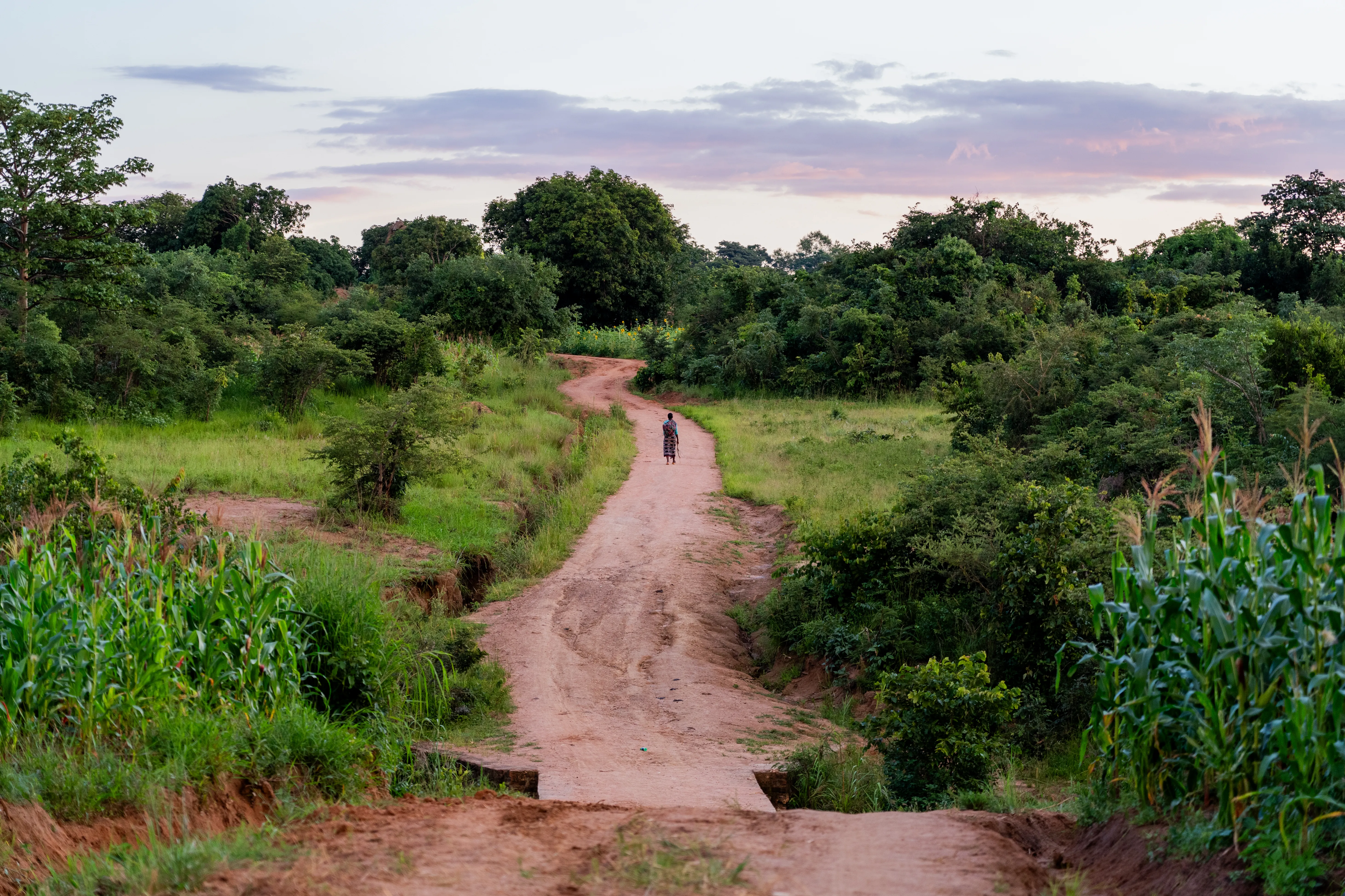 Walking home at dusk through the cornfields, Zambia