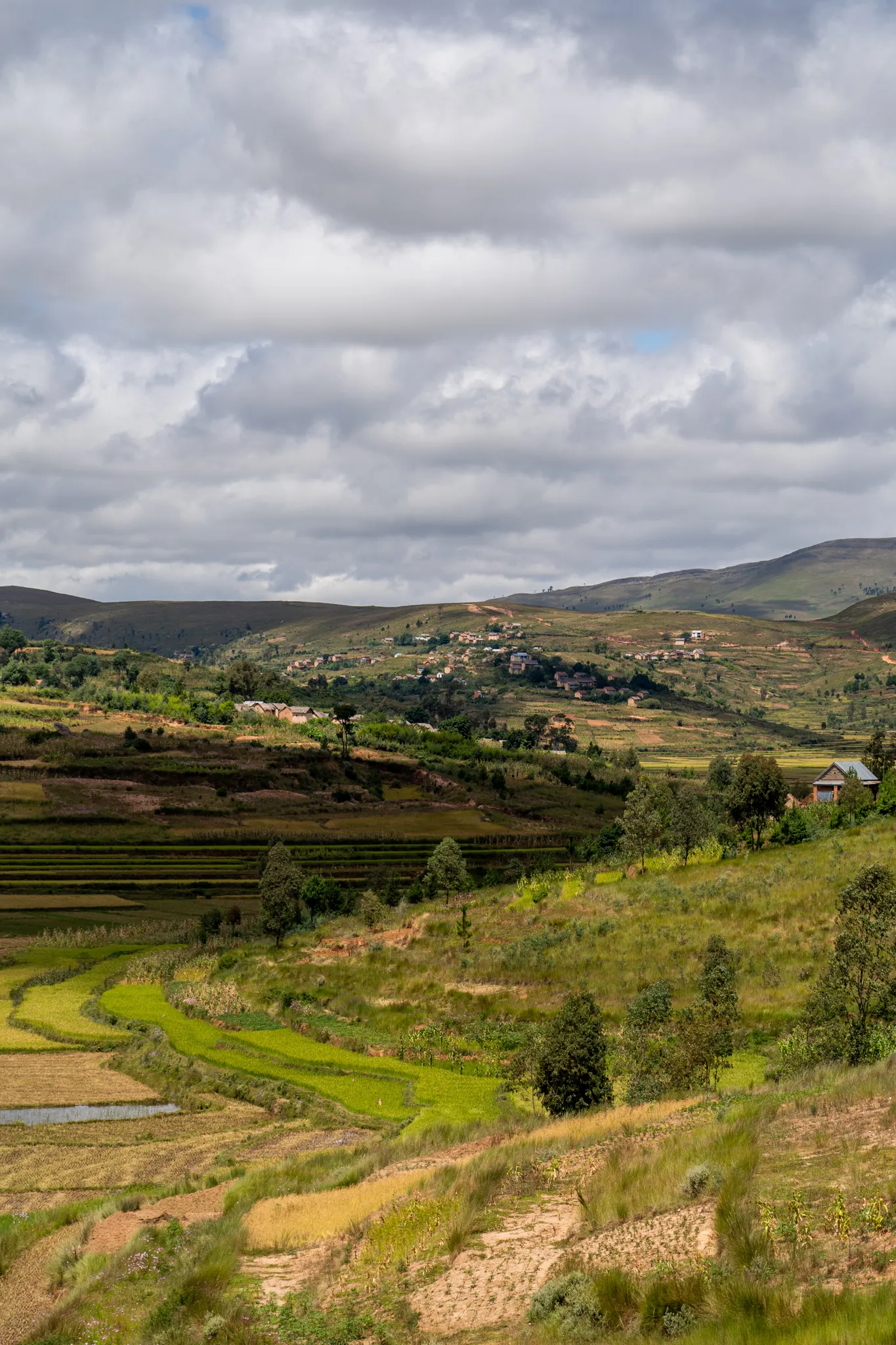 Rice terraces in the central highlands, Madagascar