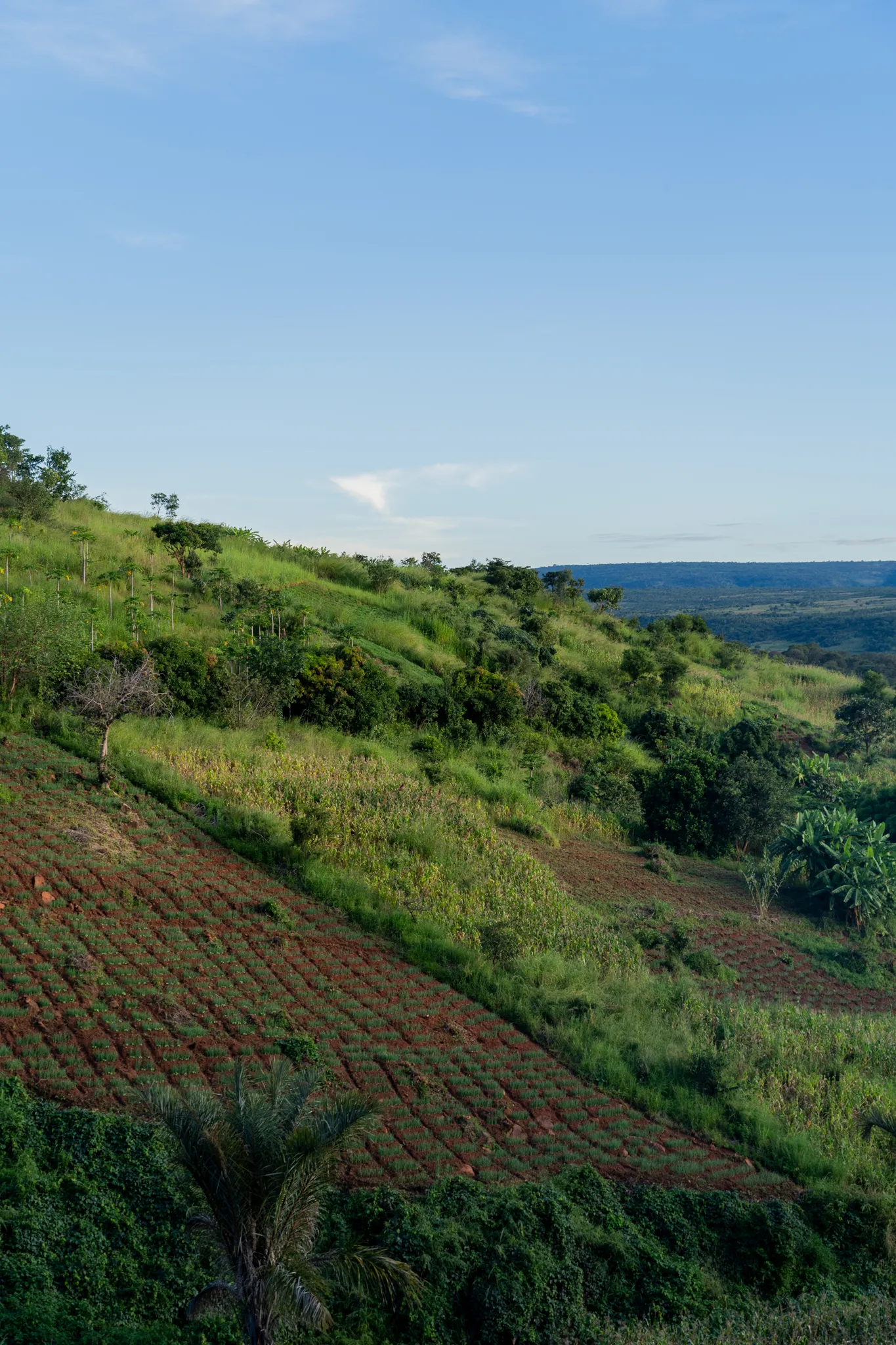Terraced fields on a green hillside, Zambia