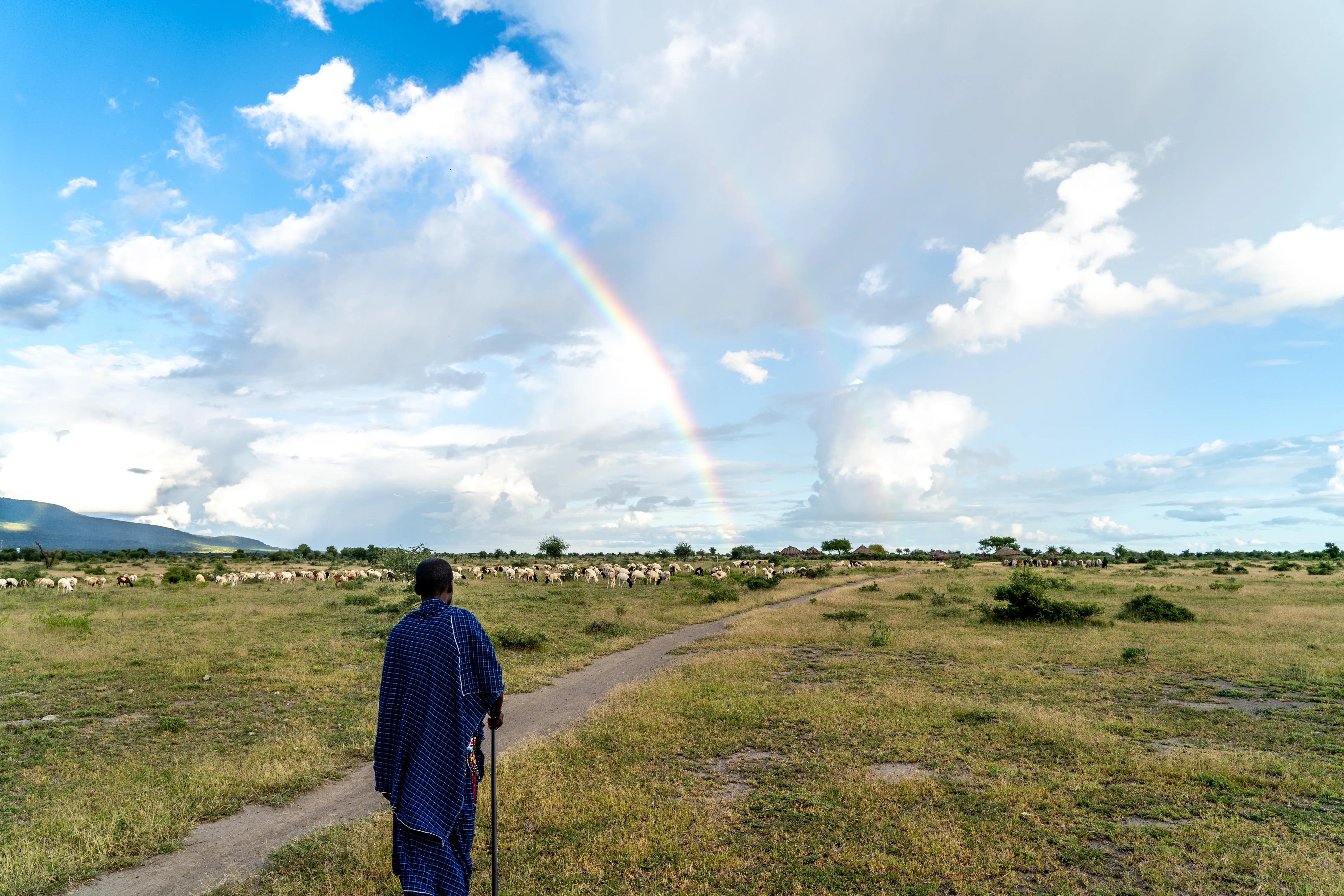Massai herder pausing to watch a double rainbow over his flock, Tanzania