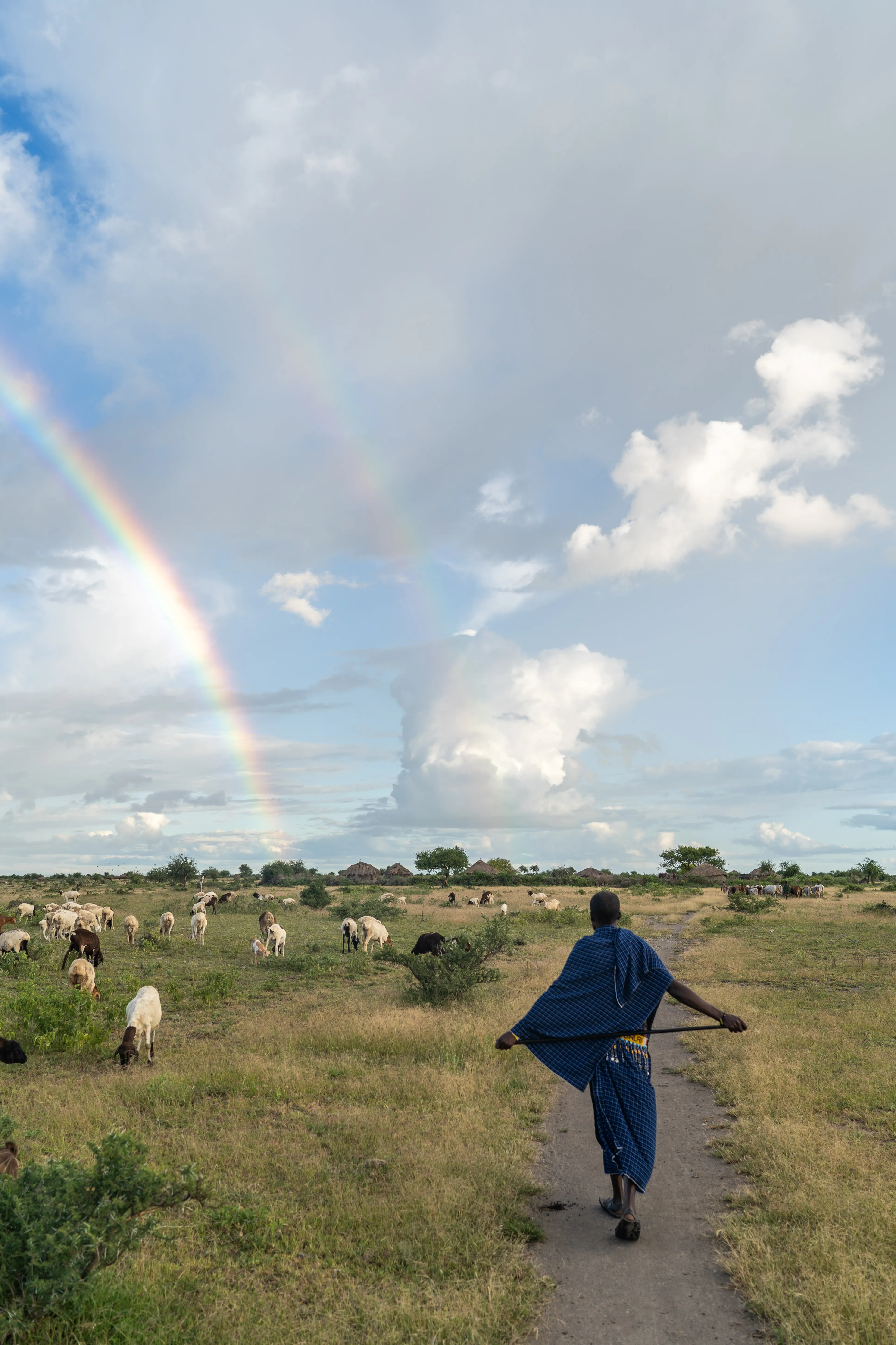 Massai herder walking home along the path as goats graze beneath a double rainbow, Tanzania