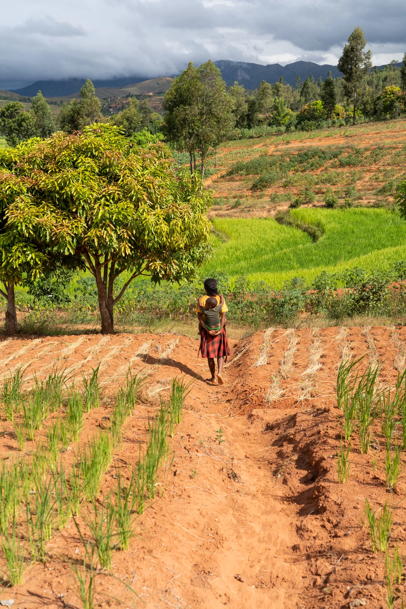 Mother and child walking through rice paddies in the southern highlands, Madagascar