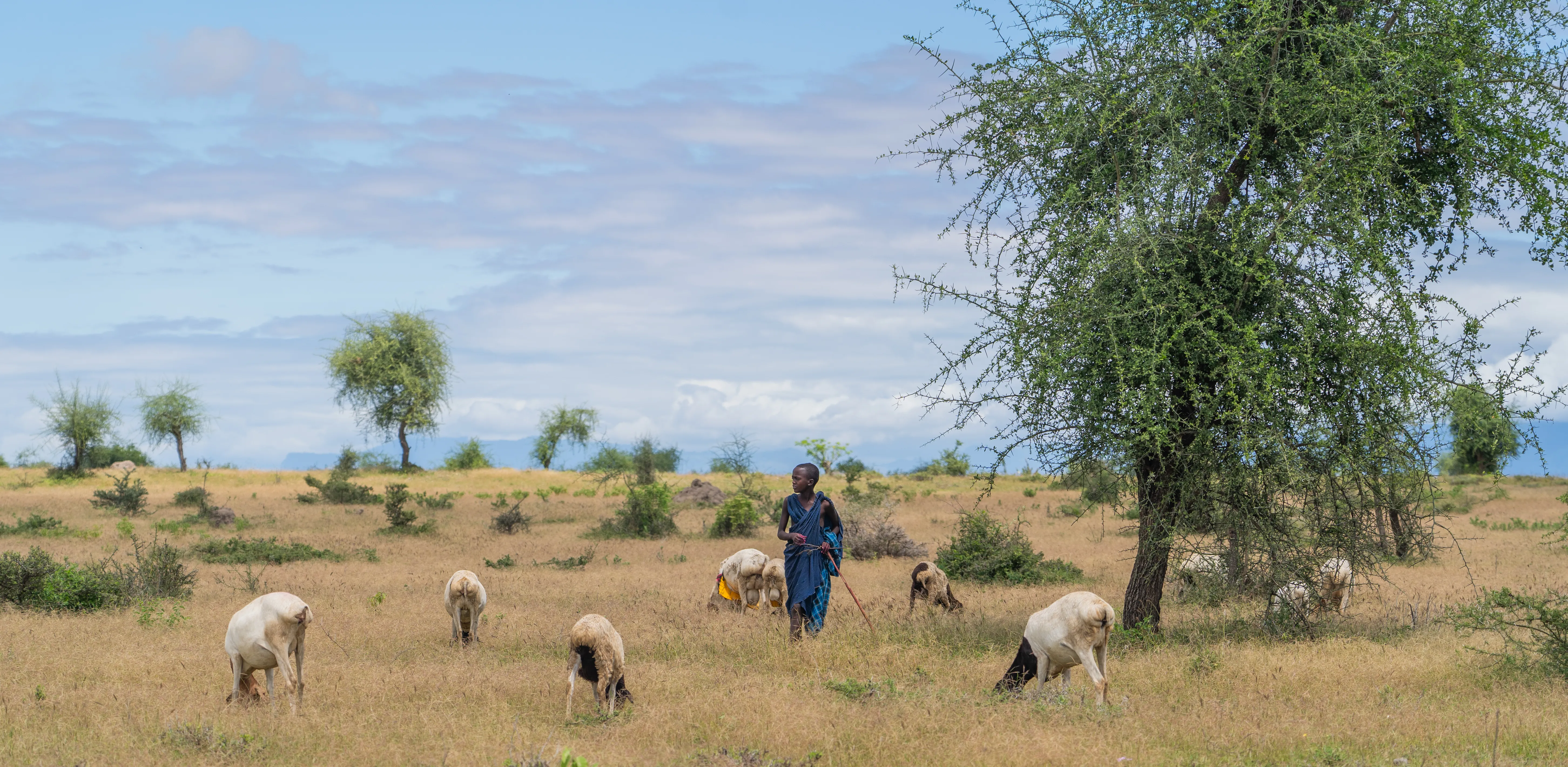 Massai herder walking with his flock, Tanzania