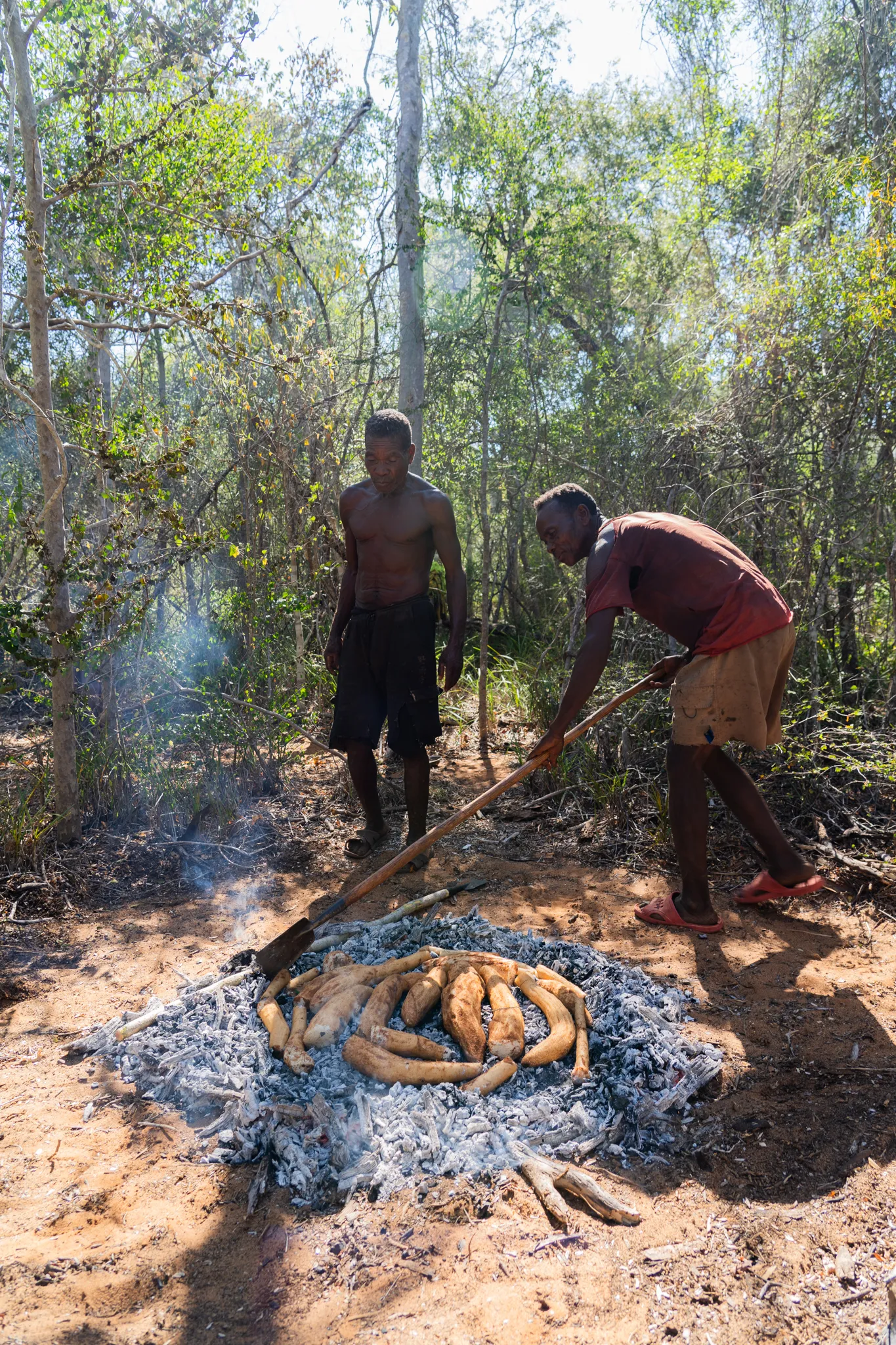 Mikea hunter-gatherers roasting roots over an open fire, Madagascar
