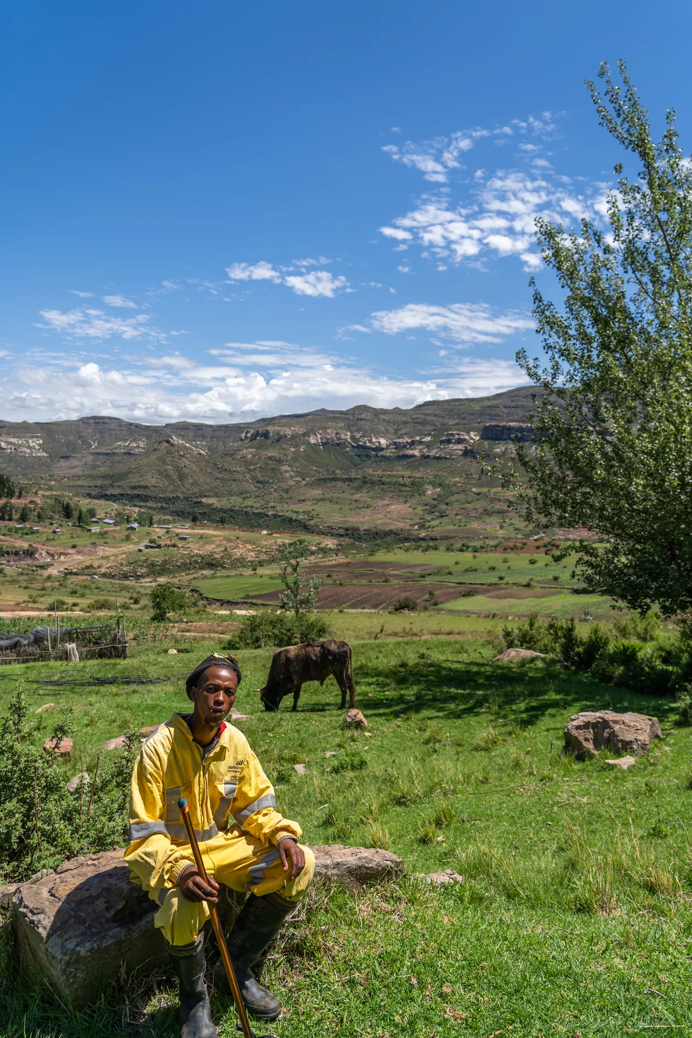 Herdboy rests on a hillside beside grazing cattle, Lesotho