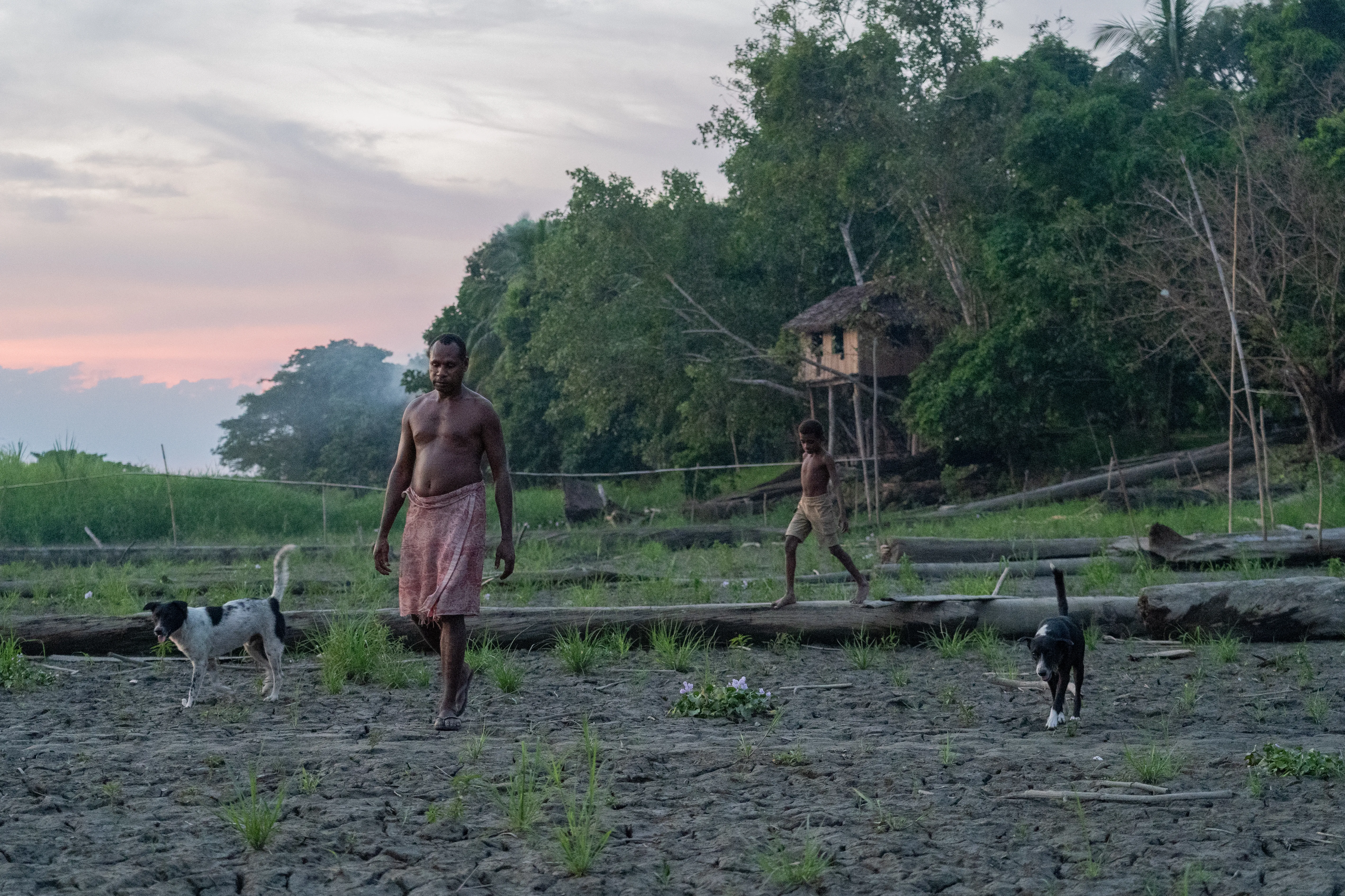Father son and dogs walking, Papua New Guinea