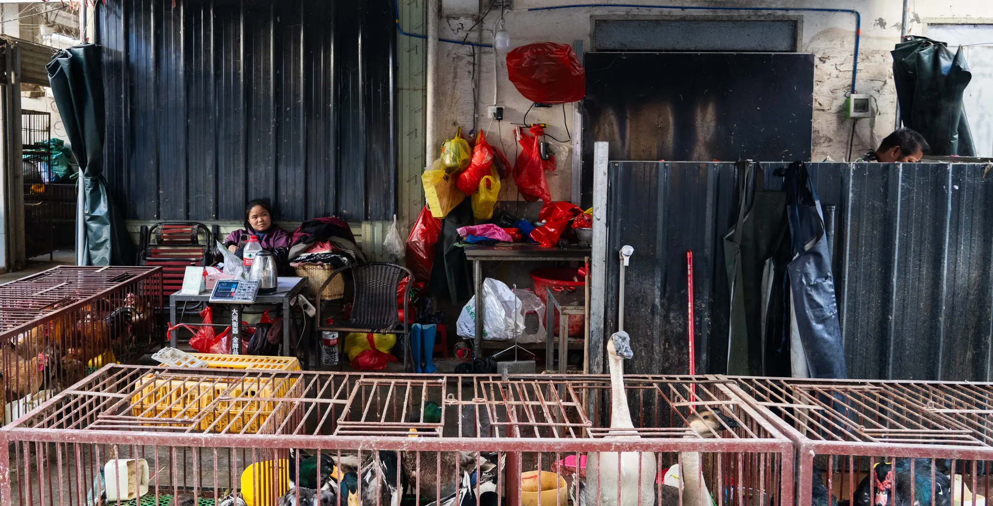Poultry vendor waiting behind cages of birds in Yangshuo, China