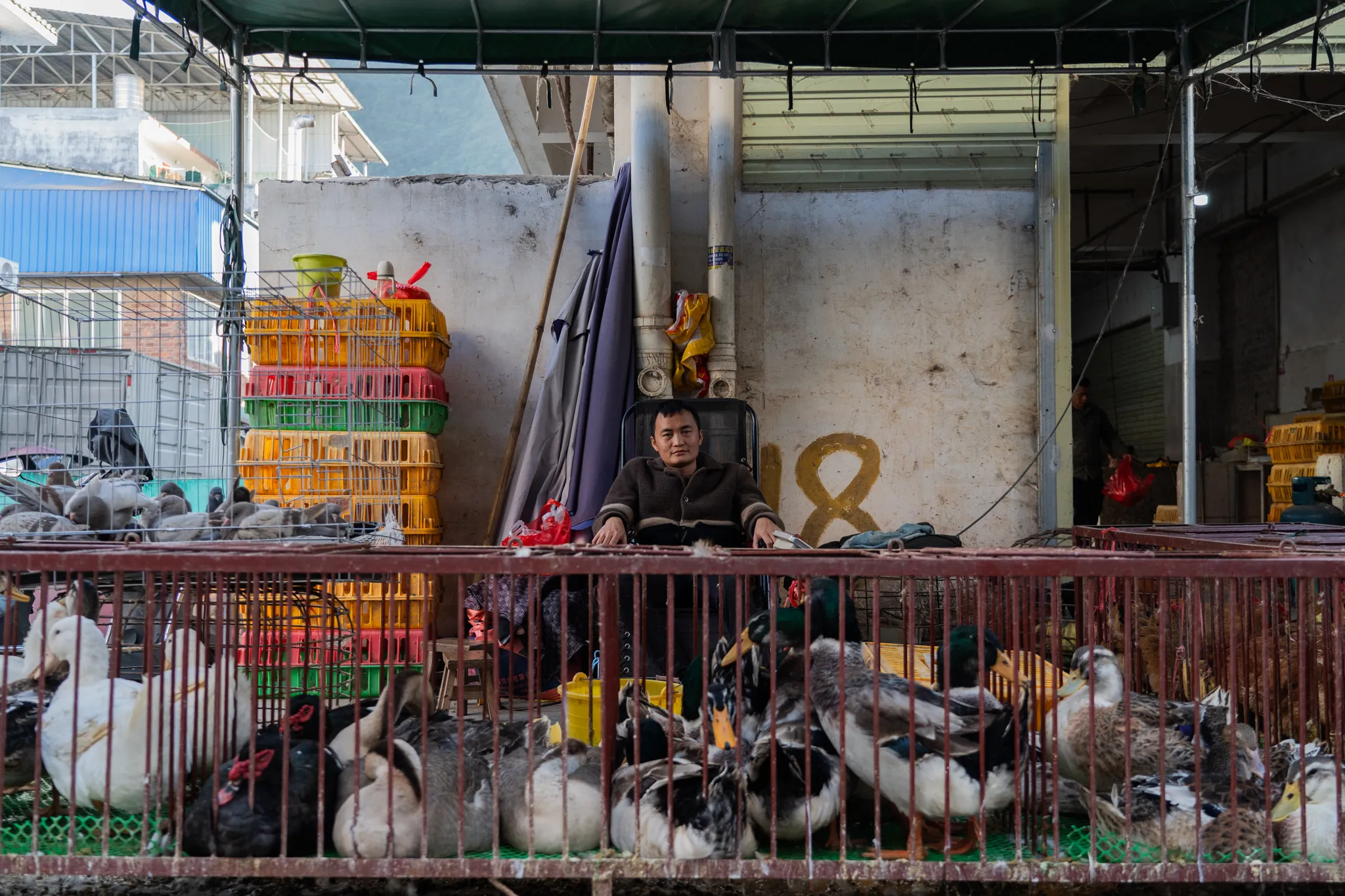 Duck seller seated among his cages in Yangshuo, China